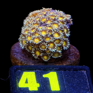 Goniopora Sunflower - WYSIWYG - #41