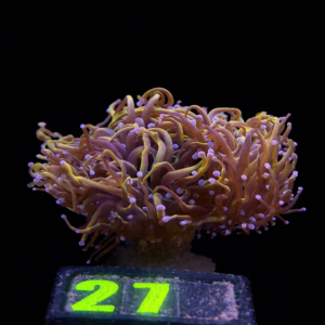 Euphyllia Glabrences Torch 24 K (2 heads) -WYSIWYG - #27