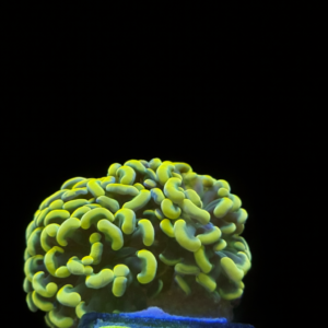 Euphyllia Hammer Paarancora Gold (2 heads) - WYSIWYG - #36