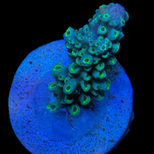 Acropora Formosa Blue - WYSIWYG - #31