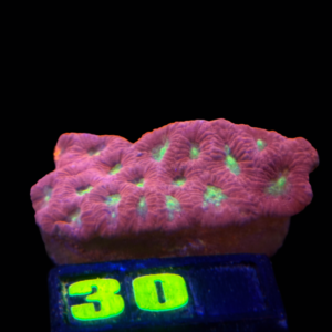 Favites Sp Red War - WYSIWYG - #30