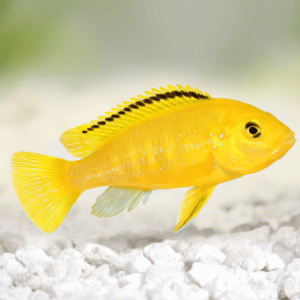 Labidochromis Caeruleus