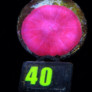 Fungia Red #40 - WYSIWYG