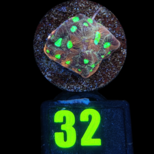 Favites Sp Bicolor - WYSIWYG - #32
