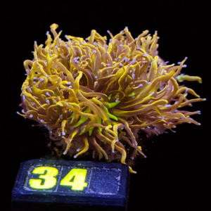 Euphyllia Glabrences Torch 24 K (2 heads) - WYSIWYG - #34