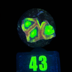 Favites Dragon Soul - WYSIWYG - #43