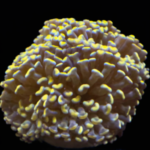 Euphyllia Hammer Paarancora Gold (3 heads) - WYSIWYG - #26