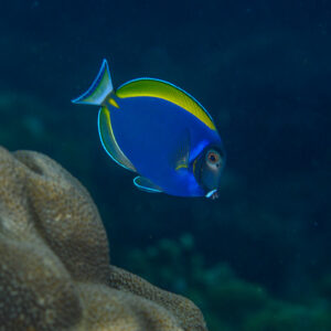 Acanthurus Leucosternon x Nigricans – Hybrid Tang XL