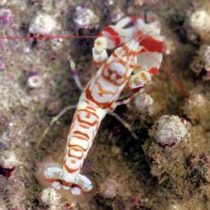 Alpheus Bellulus Shrimp