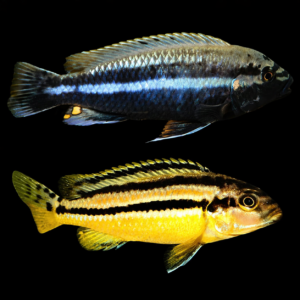 Melanochromis Auratus