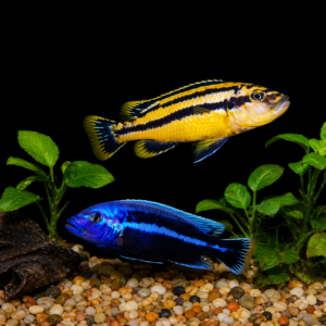 Melanochromis Chipokae