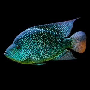 Herichthys Carpintis (Texas Cichlid)