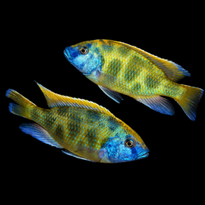 Nimbochromis Venustus (Venustus Cichlid)