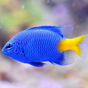 Chrysiptera Parasema – Yellowtail Blue Damsel