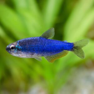 Inpaichthys Kerri Blue