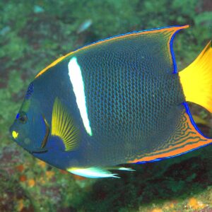 Holacanthus Passer – King Angelfish XL