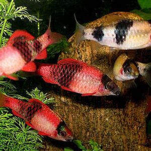 Barbus Melanampyx (Panda)
