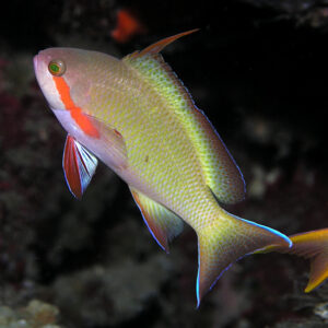 Pseudanthias huchtii (Anthias)