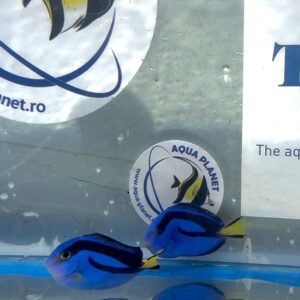 Paracanthurus Hepatus – Chirurg Albastru (Blue Tang) M