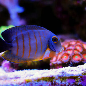 Acanthurus Pyroferus – Mimic Eibli Tang