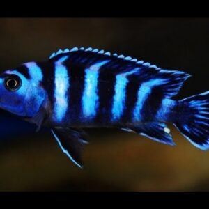 Pseudotropheus Demasoni