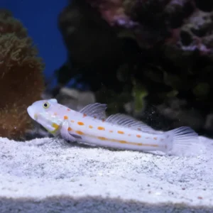 Valenciennea Puellaris (Diamond Watchman Goby)