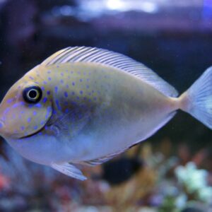 Naso Vlamingii (Vlamingi Tang)