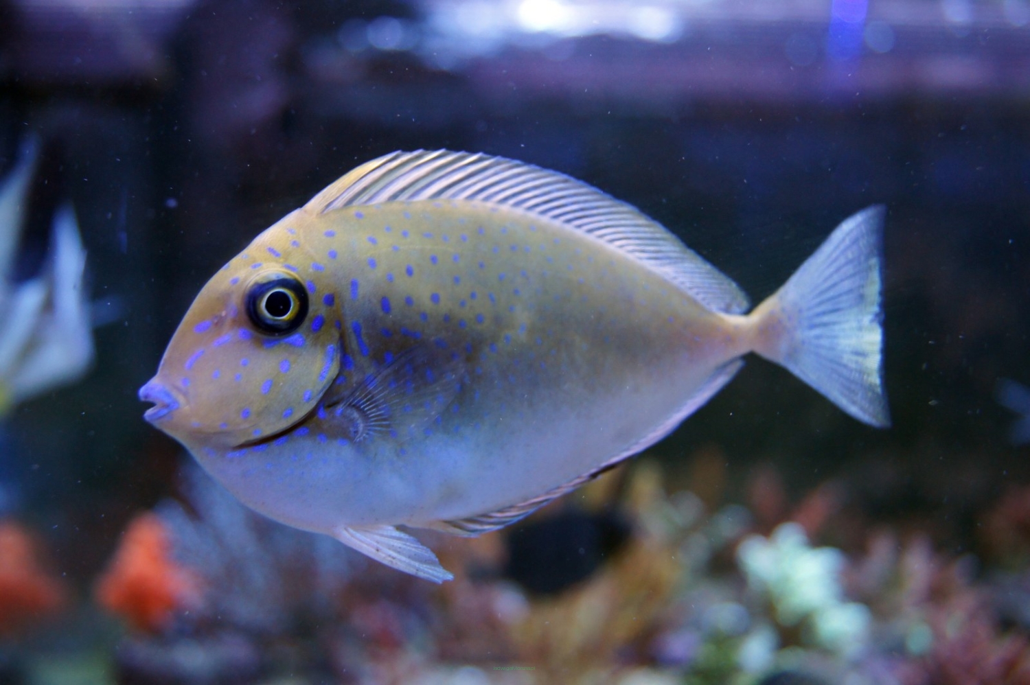 Naso Vlamingii (Vlamingi Tang)