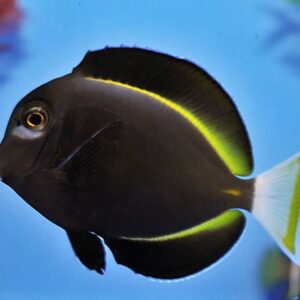 Acanthurus Nigricans (Whitecheek Tang) L