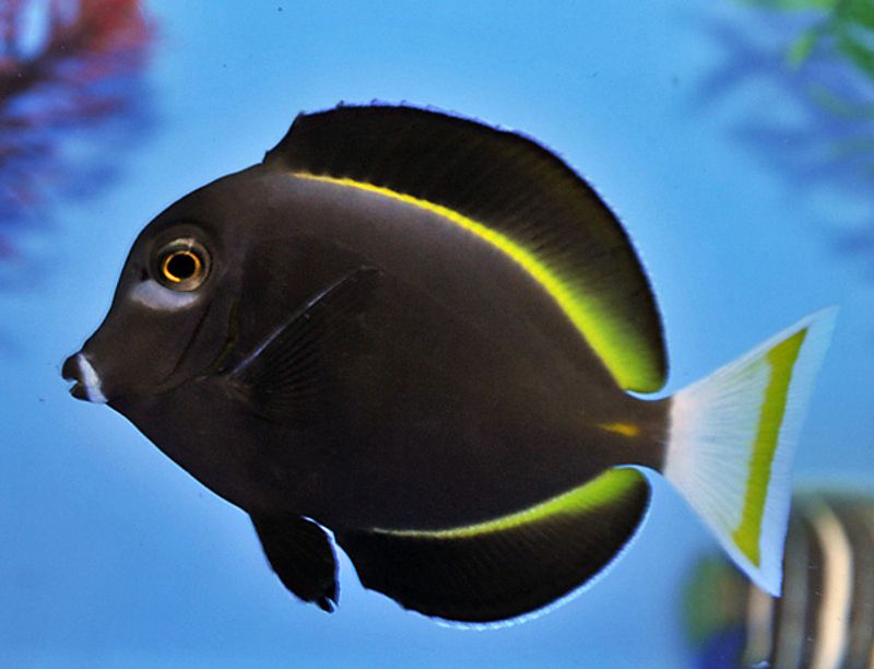 Acanthurus Nigricans (Whitecheek Tang) L
