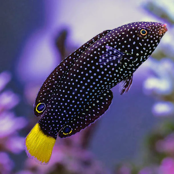 Anampses Meleagrides - Yellowtail Tamarin Wrasse