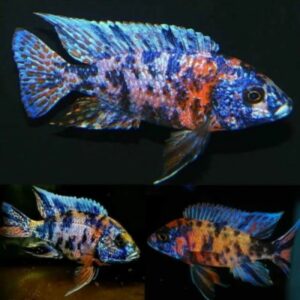 Aulonocara Ob 7 cm