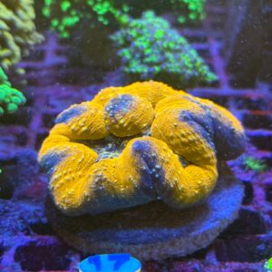 Lobophyllia Bicolor - WYSIWYG #17