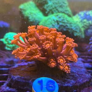 Goniopora Red – WYSIWYG #16