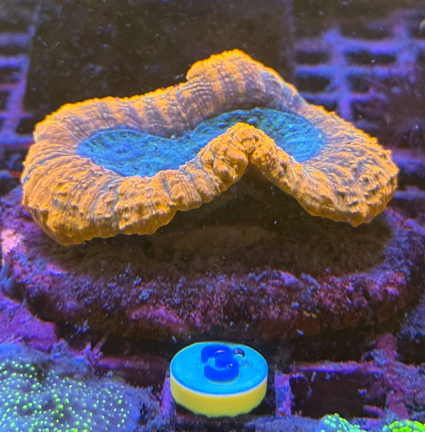Symphyllia Split Color - WYSIWYG #3