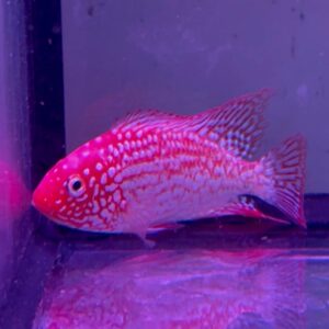 Herichthys Carpintis Red Texas
