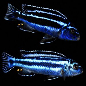 Melanochromis Maingano