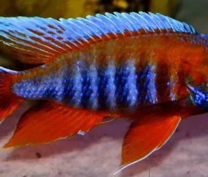 Aulonocara Jacobfreibergi