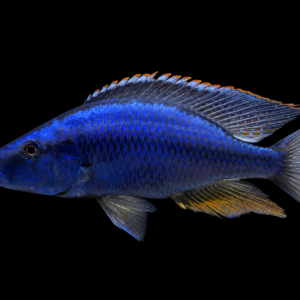 Dimidiochromis compressiceps – Malawi Eyebiter