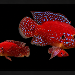 Hemichromis Lifalili Balon - Jewel Cichlid