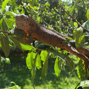 Iguana Roșie – Red Iguana (Iguana iguana)
