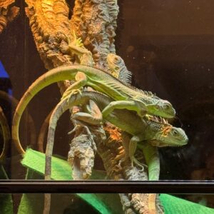 Iguana Verde (Iguana iguana)