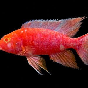 Aulonocara Sp Red Albino