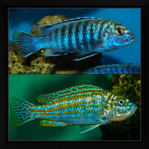 Melanochromis Joanjohnsonae