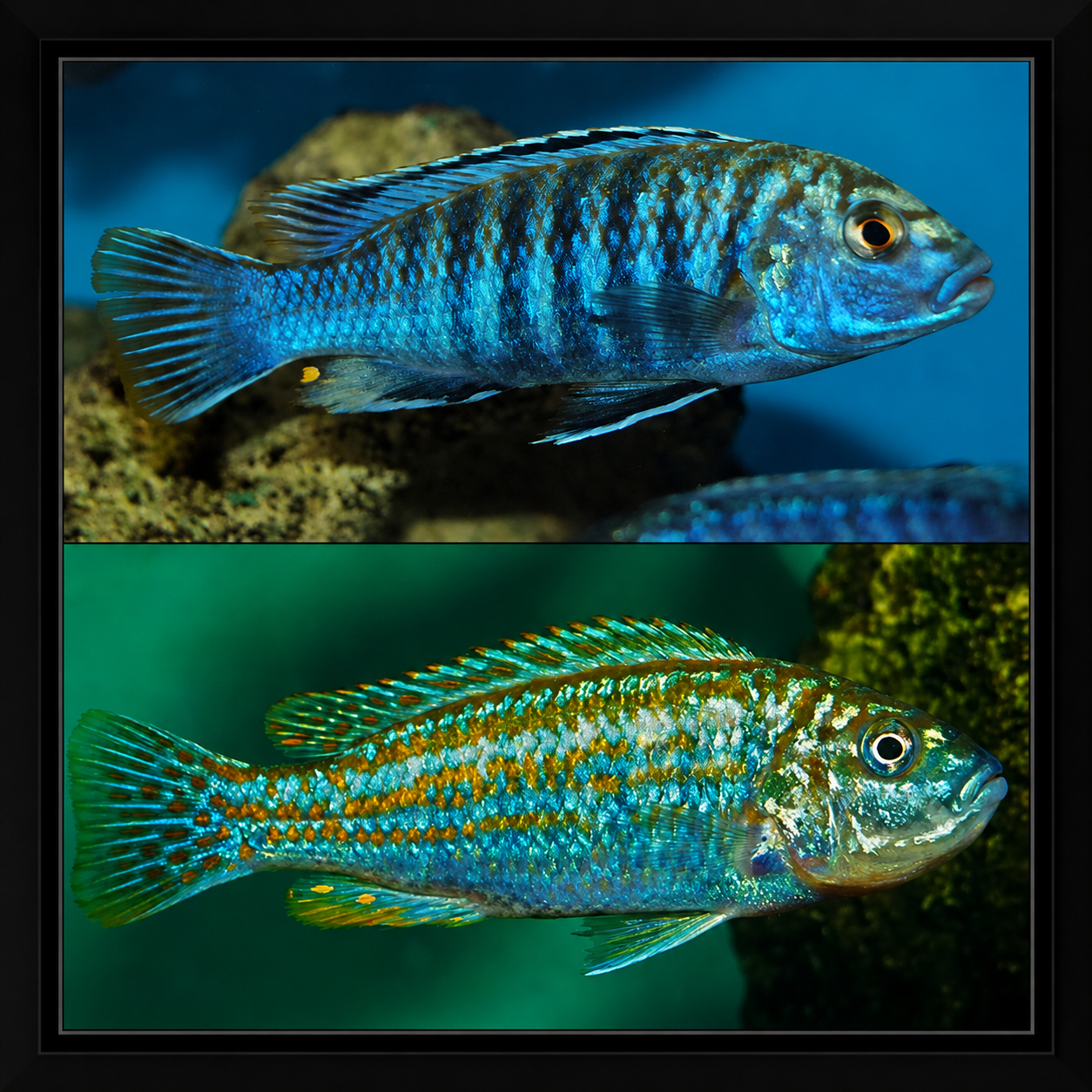 Melanochromis Joanjohnsonae