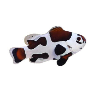 Amphiprion ocellaris mocha storm - tank breed