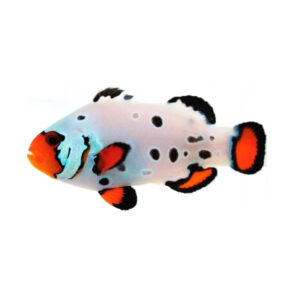 Amphiprion Ocellaris Frostbite
